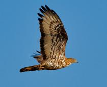 European-Honey-Buzzard-B.jpg