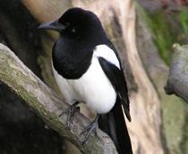 European-Magpie-B.jpg