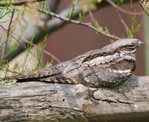 European-Nightjar-B.jpg