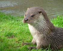 European-Otter-B.jpg