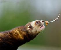 European-Polecat-B.jpg