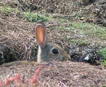 European-Rabbit-B.jpg