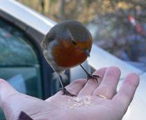 European-Robin-B.jpg