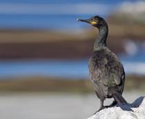 European-Shag-B.jpg