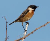 European-Stonechat-B.jpg