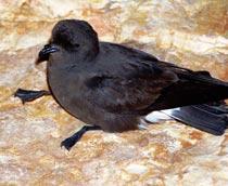 European-Storm-Petrel-B.jpg