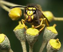 European-wasp-B.jpg