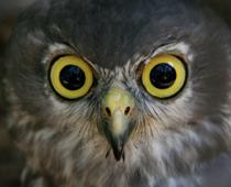 Eye-pupil-B.jpg