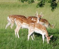 Fallow-Deer-B.jpg