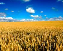 Farm-grain-B.jpg