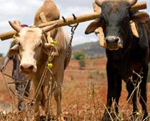 Farm-ox-B.jpg