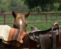Farm-saddle-B.jpg
