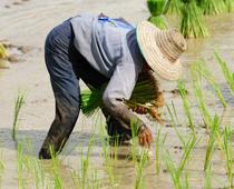 Farming-9-s.jpg