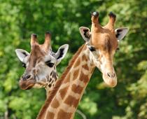 Faster-Giraffe-B.jpg
