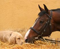 Faster-Horse-B.jpg