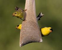 Feather-Canary-B.jpg
