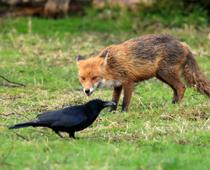 Feather-Crow-B.jpg