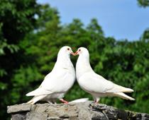 Feather-Dove-B.jpg