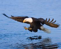 Feather-Eagle-B.jpg