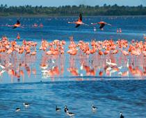 Feather-Flamingo-B.jpg