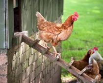 Feather-Hen-B.jpg