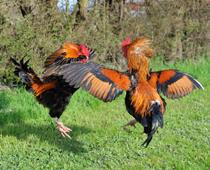 Feather-Rooster-B.jpg