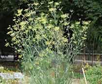 Fennel-B.jpg