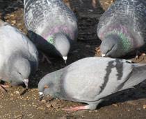 Feral-Pigeon-B.jpg