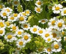 Feverfew-B.jpg