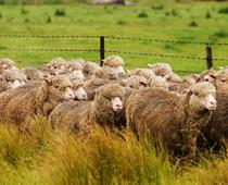 Few-Farm-B.jpg