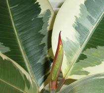 Ficus-elastica-B.jpg
