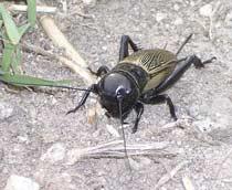 Field-Cricket-B.jpg