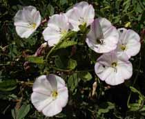 Field-bindweed-B.jpg