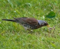 Fieldfare-B.jpg
