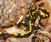 Fire-Salamander-B.jpg