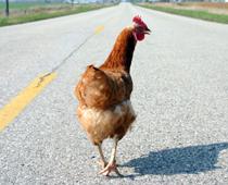 Five-Chicken-B.jpg