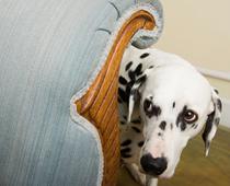 Five-Dog-B.jpg