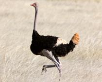Five-Ostrich-B.jpg