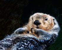 Five-Otter-B.jpg