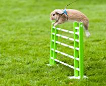 Five-Rabbit-B.jpg