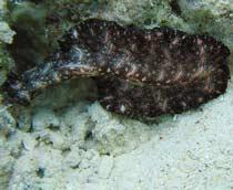 Flatworm-B.jpg