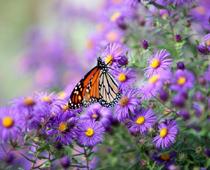 Flower-aster-B.jpg
