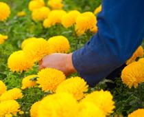 Flower-chrysanthemum-B.jpg