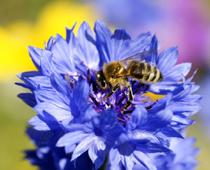 Flower-cornflower-B.jpg