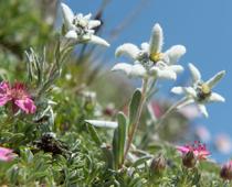 Flower-edelweiss-B.jpg