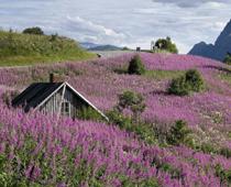 Flower-heather-B.jpg