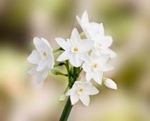 Flower-jonquil-B.jpg