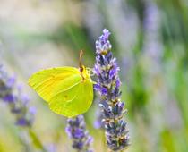 Flower-lavender-B.jpg