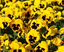 Flower-pansy-B.jpg