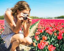 Flower-tulip-B.jpg